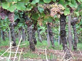 France - Alsace - 2010